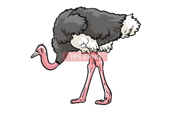 Creative Uses for Ostrich Bird Animal Illustration